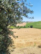 Top Montalto delle Marche