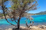 Top Figari