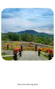 Top Guar Chempedak
