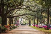 Top Savannah