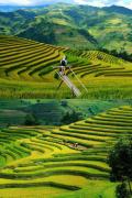 Mùa Vàng Homestay Mù Cang Chải