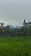 Top Ubud