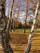 Top Lipowiec