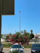 Top Gallipoli