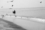 Top Alleppey