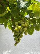 Top Almuñécar