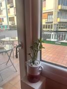 Top Florence