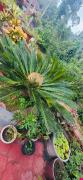Top Madikeri