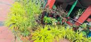 Cozy Coffee Estate Homestay Coorg Madikeri