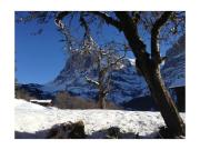 Top Grindelwald