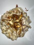 Top Corchiano