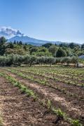 Top Piedimonte Etneo