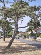 Villa Les Pins Saint Brévin Plage a 200m