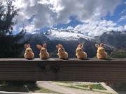 Chalet edelweiss