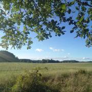 Top Łebieniec
