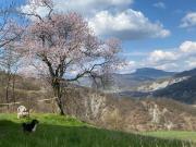 Top Cavola