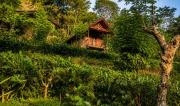 Sinharaja Forest Lodge - Deniyaya