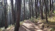 Top Vagamon