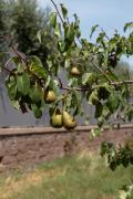 Top Trevignano Romano