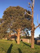 Top Bairnsdale
