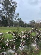 Top Myrtleford