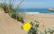 For rent T3 beachfront Mehdia