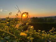 Top Portacomaro