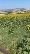 Top Recanati
