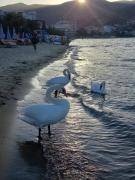 Top Pogradec