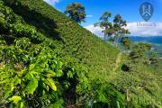 Top Manizales