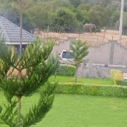 Top Kuhora Twana
