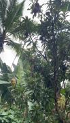 Top Wayanad