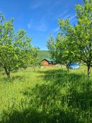 Top Berane