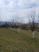 Top Berane