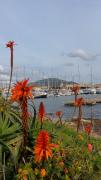 Top Trapani