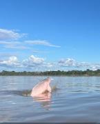 Top Iquitos
