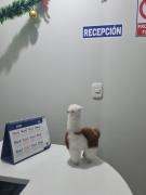 Top Espinar