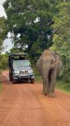Emarald Yala safari tours Emarald Yala safari tours