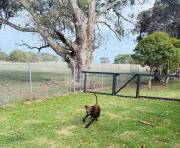 Top Penola
