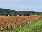 Top Savigny-lès-Beaune