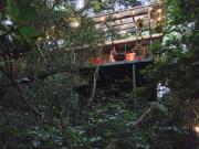 Jungle Living Tree Houses