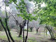 Top Ameglia