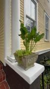 Top Savannah
