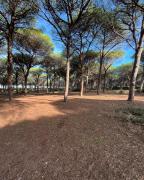 Top Arborea
