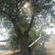 Top Tindari Top Tindari