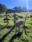 Top Urcusiqui