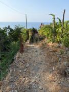 Top Corniglia