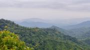 Top Acacias