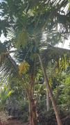 Top Ratnagiri