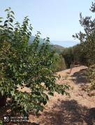 Top Ascea